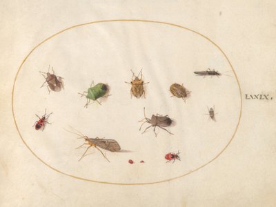 Plade 79: Tolv insekter, inklusive skjoldbugs af Joris Hoefnagel