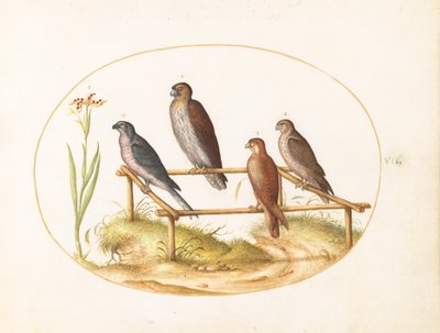  af Joris Hoefnagel