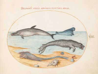 Plade 8: En delfin, to sæler, en brethmechin og skaller af Joris Hoefnagel