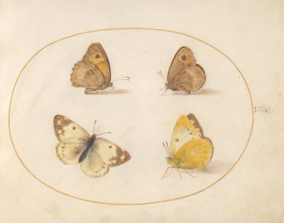 Plade 9: Engbrune, Gatekeeper, Clouded Yellow og Badehvide sommerfugle af Joris Hoefnagel