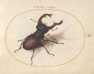 Scarab bille, c.1575-80 af Joris Hoefnagel