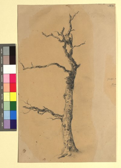 Studie eines kahlen Baumes af Josef Kriehuber