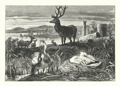 Decay of Earthly Pomp (gravering) af Joseph (after) Wolf