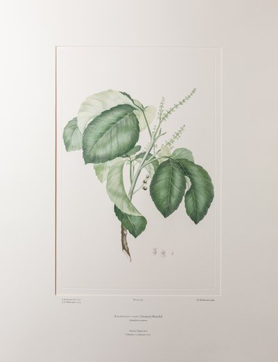Allophyllus cobbe (Sapindaceae) - Tavle 365, Banks
