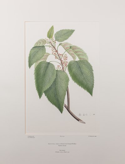 Aristotelia serrata (Elaeocarpaceae) - Tavle 419, Banks