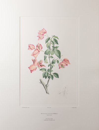 Bouganvillea spectabilis (Nyctaginaceae) - Tavle 355, Banks