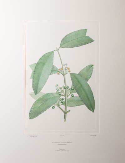 Calophyllum soulattri (Guttiferae) - Tavle 362, Banks