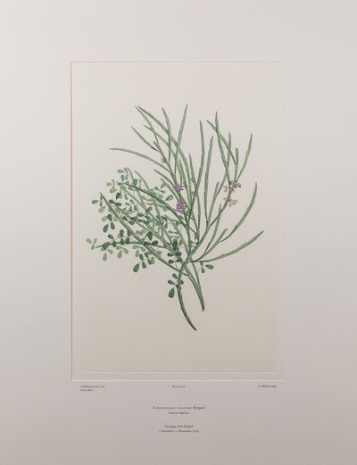Carmichaelia solandri (Leguminosae) - Tavle 429, Banks