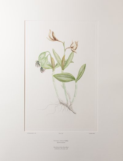 Cattleya forbesii (Orchidaceae) - Tavle 358, Banks