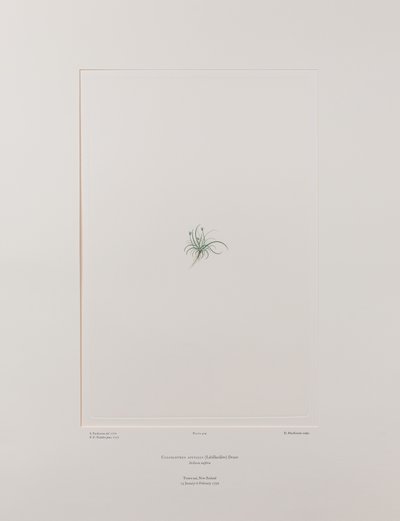 Colobanthus apetalus (Caryophyllaceae) - Tavle 414, Banks