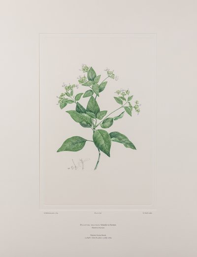 Dicliptera bracteata (Acanthaceae) - Tavle 636, Banks