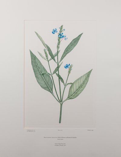 Eranthemum nervosa (Acanthaceae) - Tavle 378, Banks