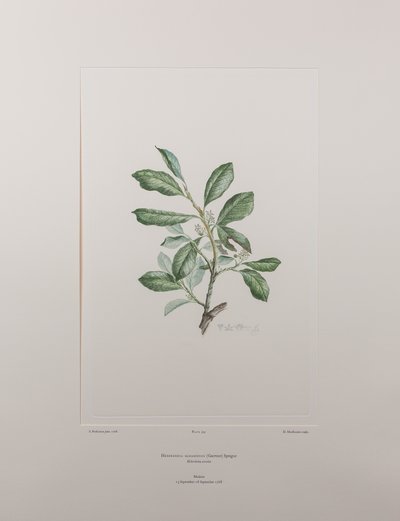 Heberdenia bahamensis (Myrsinaceae) - Tavle 395, Banks