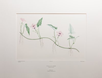 Ipomoea aquatica (Convolvulaceae) - Tavle 375, Banks