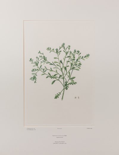Lepidium flexicaule (Cruciferae) - Plade 409, Banks