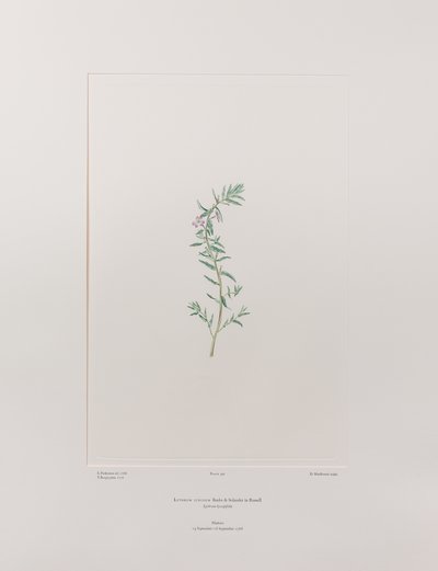 Lythrum junceum (Lythraceae) - Tavle 392, Banks