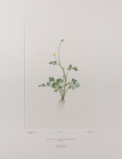 Ranunculus hirtus (Ranunculaceae) - Tavle 404, Banks