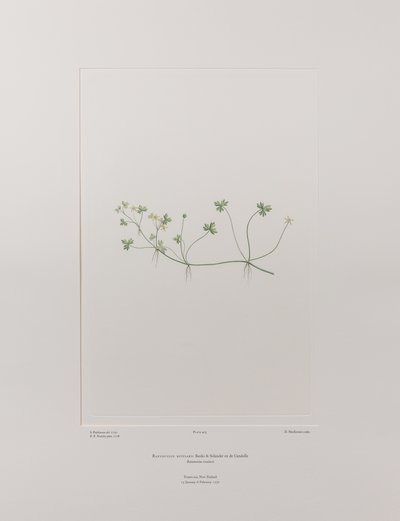 Ranunculus rivularis (Ranunculaceae) - Tavle 405, Banks
