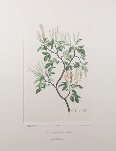 Weinmannia sylvicola (Cunoniaceae) - Tavle 436, Banks
