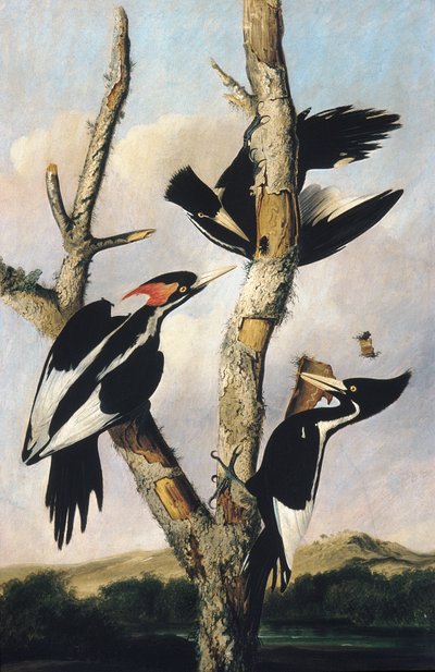 Elfenbensnæbbet spætte, c.1830-31 af Joseph Bartholomew Kidd