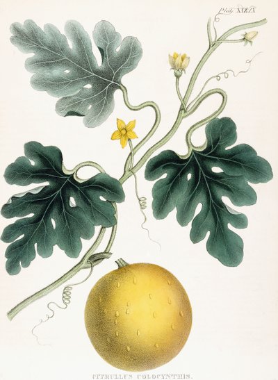 Colocynth, from "Illustrations of Medical Botany: Consisting of colored figures of the plants affording the important articles of the Materia Medica". J.H. Colen, 1847dani af Joseph Carson