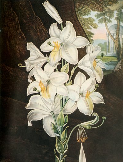 Den hvide lilje, c1800, 1948. af Joseph Constantine Stadler