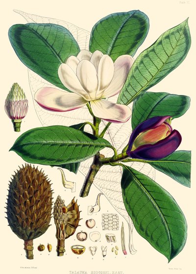Magnolia hodgsonii, 1855 af Joseph Dalton Hooker
