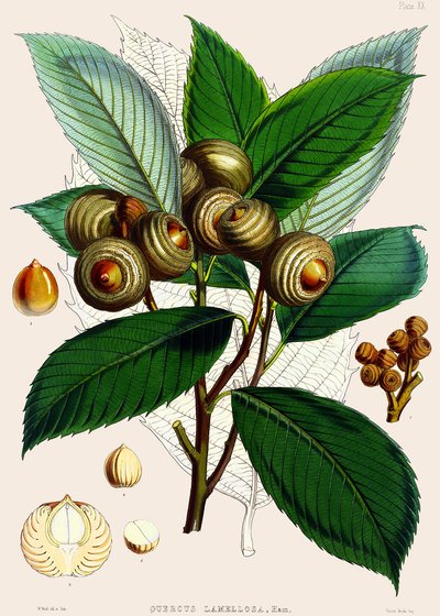 Quercus lamellosa, 1890 af Joseph Dalton Hooker