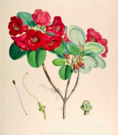 Rhododendron thomsonii, 1895 af Joseph Dalton Hooker