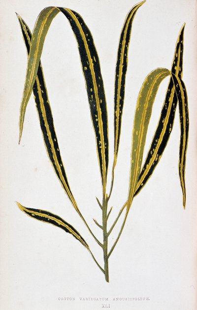 Crotonblad variegatum angustifolium. Botanisk tavle i "" Planter med farverigt løv. Samling af de mest bemærkelsesværdige arter brugt til at dekorere haver, drivhuse og lejligheder af Edward Joseph Lowe og W. Howard, medlemmer af London Horticultur af Joseph Edward and Howard W Lowe