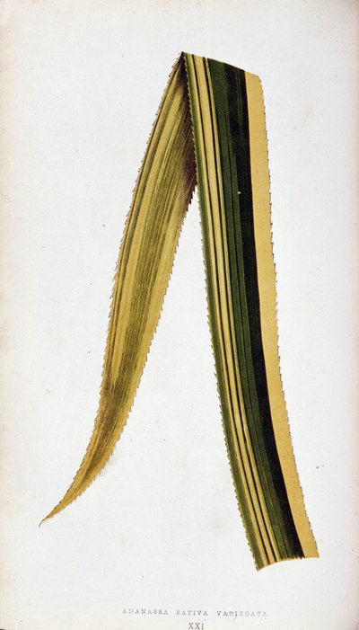 Blad af Ananassa Sativa Variegata. Botanisk planke i "" De farverige løvplanter. af Joseph Edward and Howard W Lowe