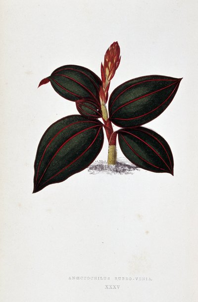 Blad af Anoectochilus Rubro Venia. af Joseph Edward and Howard W Lowe