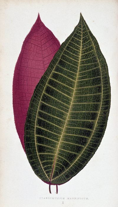 Blad af Cyanophyllum Magnificum. Botanisk tavle i "" Planter med farverigt løv. af Joseph Edward and Howard W Lowe