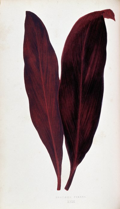 Blad af Dracaena ferrea i "" Planter med farverigt løv. Samling af de mest bemærkelsesværdige arter brugt til at dekorere haver, drivhuse og lejligheder af Edward Joseph Lowe og W. Howard, medlemmer af London Horticulture Society. Oversat fra Eng af Joseph Edward and Howard W Lowe