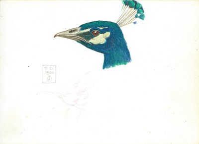 Head of a Peacock, 11 IX, 1900 (blyant, pen og blæk og wc på papir) af Joseph Edward Southall