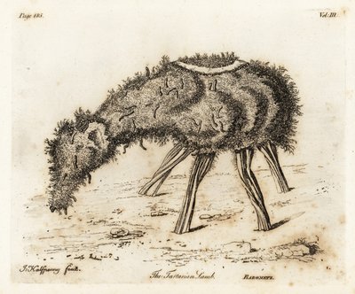 Grøntsagslammet af tartar. af Joseph Halfpenny