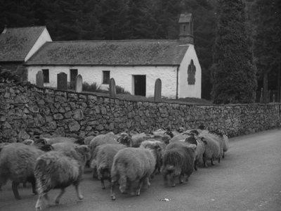 Får går ned ad vejen uden for kirken i Thirlmere af Joseph Hardman