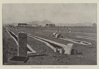 Frugtdyrkning i Californien, tørring af svesker af Joseph Holland Tringham