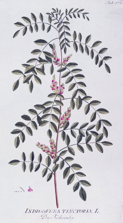 Ægte indigo (Indigofera tinctoria) af Joseph Jacob von Plenck (1735-1807), fra Icones plantarum medicinalium, Wien af Joseph Jacob Plenck