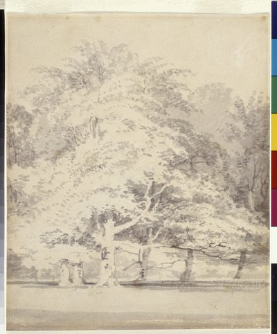 Bøgetræer (grå blæk skyller over blyant på hvidt papir) af Joseph Mallord William Turner