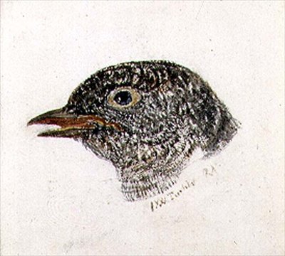Gøg, fra The Farnley Book of Birds, ca. 1816 (blyant og akvarel på papir) af Joseph Mallord William Turner