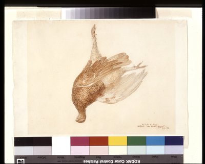 Dead Grouse (akvarel over blyant på hvidt vævet papir) af Joseph Mallord William Turner