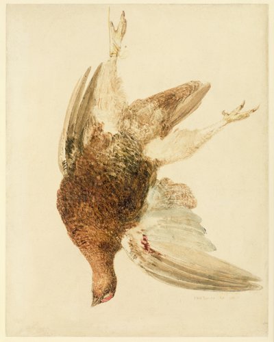 Grouse, fra The Farnely Book of Birds, ca. 1816 (blyant og akvarel på papir) af Joseph Mallord William Turner