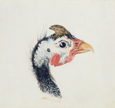 Perlehøns, fra The Farnley Book of Birds, ca. 1816 af Joseph Mallord William Turner