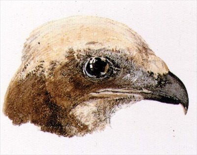 Moor Hawk, fra The Farnley Book of Birds, ca. 1816 (blyant og akvarel på papir) af Joseph Mallord William Turner