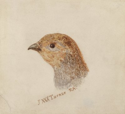 Agerhøne, fra The Farnley Book of Birds, ca. 1816 (blyant og akvarel på papir) af Joseph Mallord William Turner