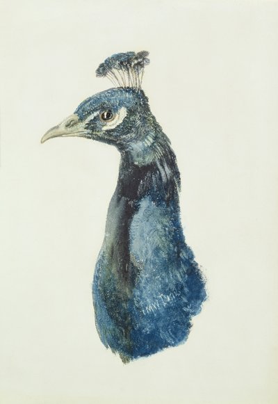Peacock, fra The Farnley Book of Birds, ca. 1816 (blyant og akvarel på papir) af Joseph Mallord William Turner