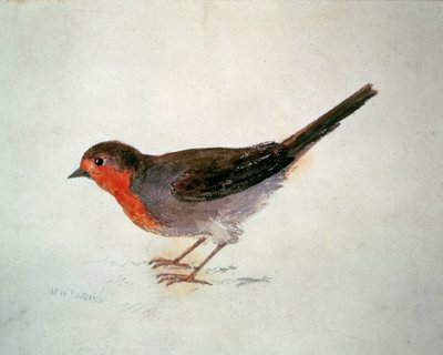 Robin, fra The Farnley Book of Birds, ca. 1816 (blyant og akvarel på papir) af Joseph Mallord William Turner
