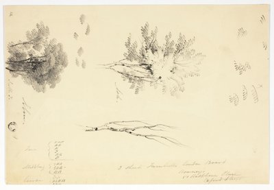 Skitser af elm og ask af Joseph Mallord William Turner