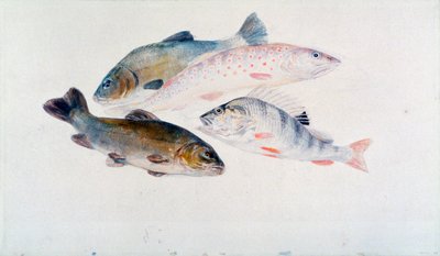 Undersøgelse af fisk: To suder, en ørred og en aborre, c1822-1824. af Joseph Mallord William Turner